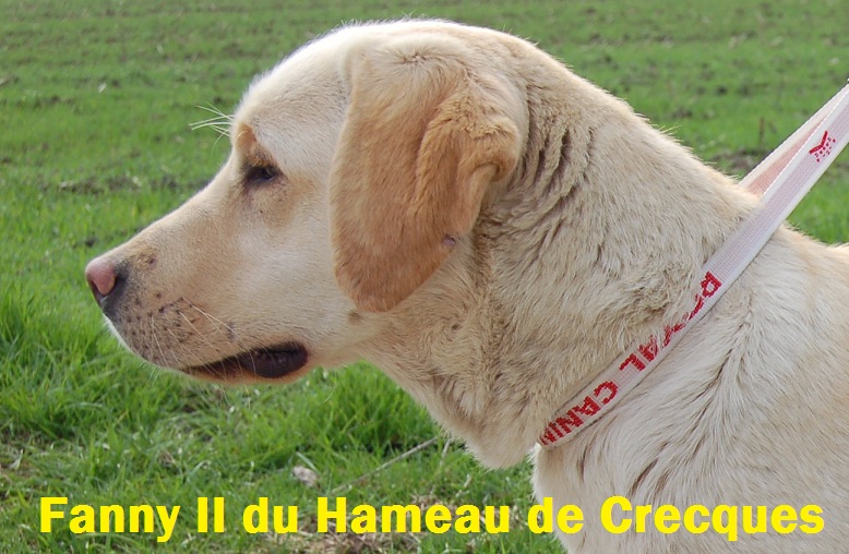 Fanny 2 du Hameau de Crecques