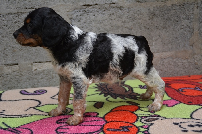 Des Etangs De La Douce Crême - Epagneul Breton - Portée née le 24/08/2013
