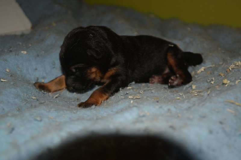 Des Etangs De La Douce Crême - Chiots disponibles - Berger Allemand